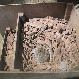 Chinese Pangolin (Manis pentadactyla)