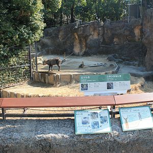 Japanese Serow (Capricornis crispus)