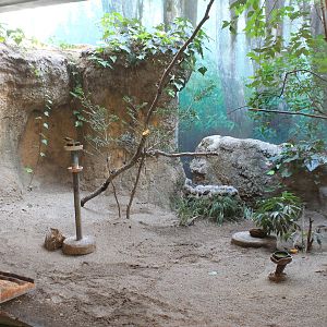 Mixed aviary in Japanese Bird House