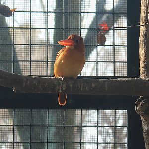 Ruddy Kingfisher (Halcyon coromanda)