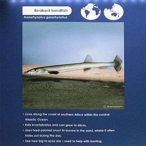 Beaked sandfish label