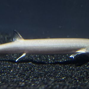 Beaked salmon/Beaked sandfish