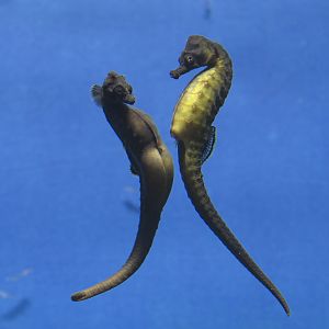 Knysna seahorse pair dancing
