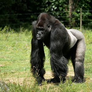 Western lowland gorilla (Gorilla gorilla gorilla)