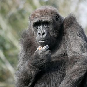 Western lowland gorilla (Gorilla gorilla gorilla)