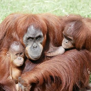 Sumatran orangutan (Pongo abelii)