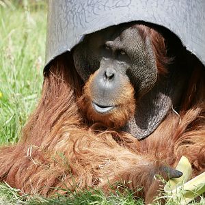 Sumatran orangutan (Pongo abelii)