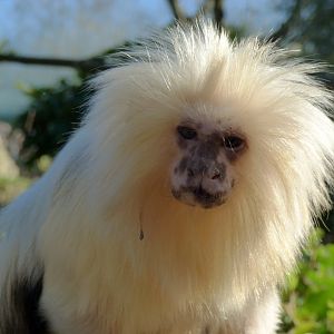 Golden-headed lion tamarin (Leontopithecus chrysomelas)