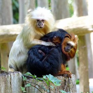 golden-headed lion tamarin (Leontopithecus chrysomelas)