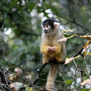 Black-capped squirrel monkey (Saimiri boliviensis)