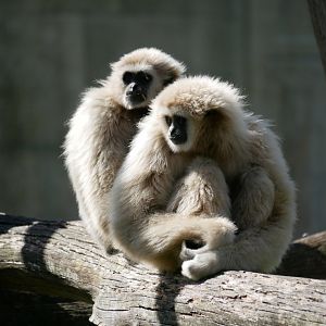 Lar gibbon (Hylobates lar)