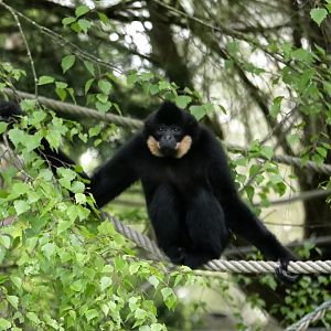 Yellow-cheeked gibbon (Nomascus gabriellae)