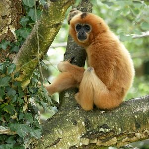 Yellow-cheeked gibbon (Nomascus gabriellae)