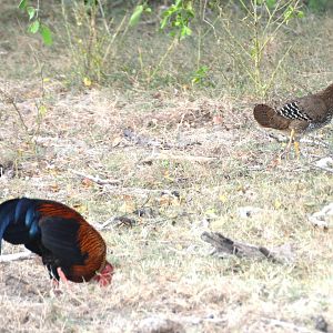 Sri Lankan junglefowl