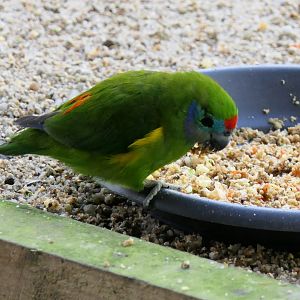 Double-eyed Fig-Parrot