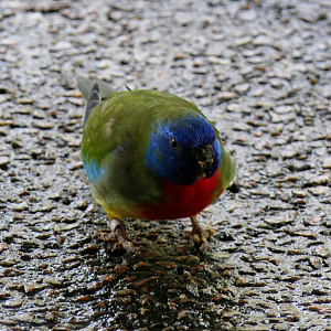 Scarlet-chested Parrot