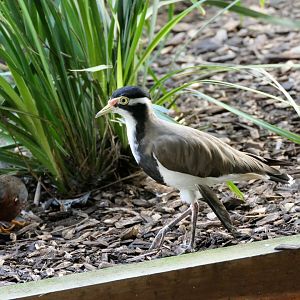 Banded Lapwing