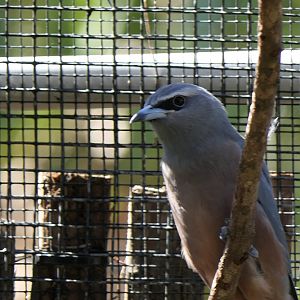 White-browed Woodswallow