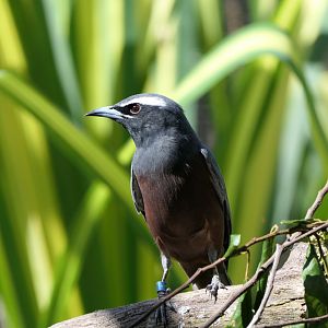White-browed Woodswallow