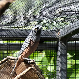 White-browed Woodswallow