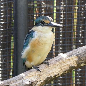 Sacred Kingfisher