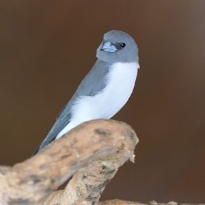 White-breasted Woodswallow