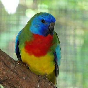 Scarlet-chested Parrot