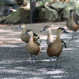 Wandering Whistling-Duck