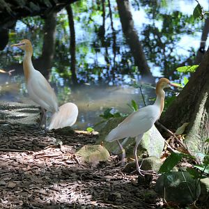 Eastern Cattle Egret
