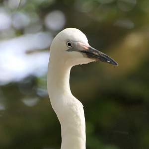 Eastern Great Egret