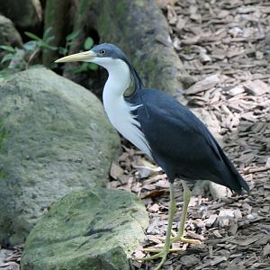 Pied Heron