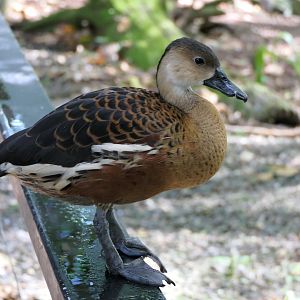 Wandering Whistling-Duck