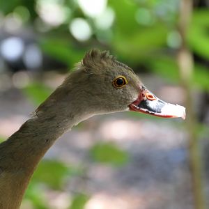 Plumed Whsitling-Duck