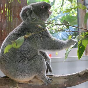 Queensland Koala