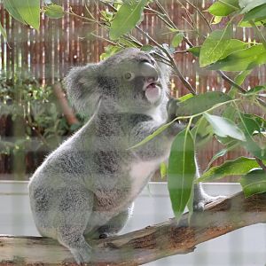 Queensland Koala