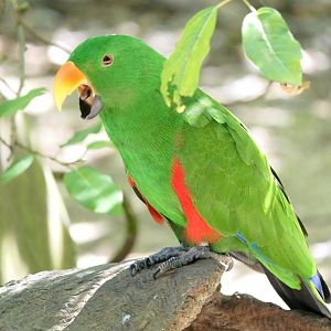 Papuan Eclectus