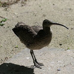 Whimbrel
