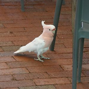 Pink Cockatoo