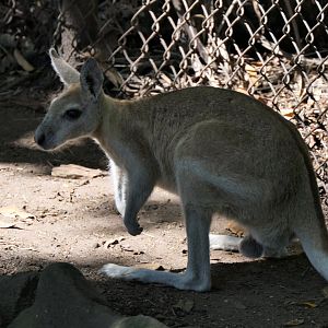 Northern Nailtail Wallaby
