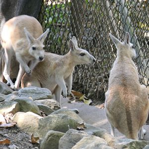 Northern Nailtail Wallaby
