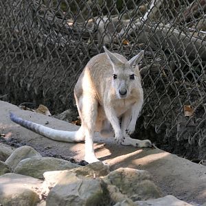 Northern Nailtail Wallaby