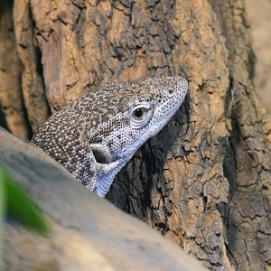Spotted Tree Monitor (Varanus scalaris)