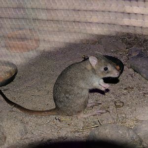 Northern Bettong