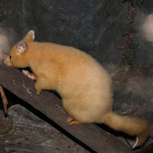 Common Brushtail Possum (golden morph)