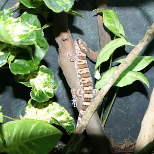 Tuberculated Ring-tailed Gecko (Cyrtodactylus tuberculatus)