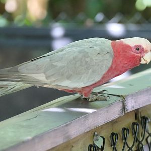 Galah