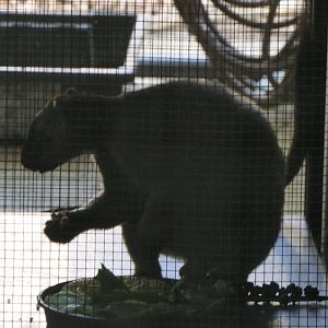 Lumholtz' Tree-Kangaroo