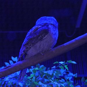Tawny Frogmouth
