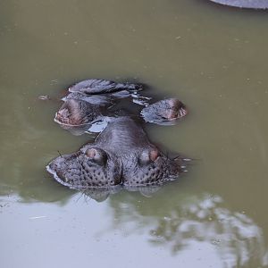 Submerged Hippos