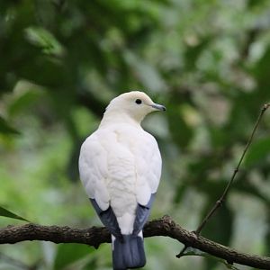 Pied imperial pigeon (Ducula bicolor)